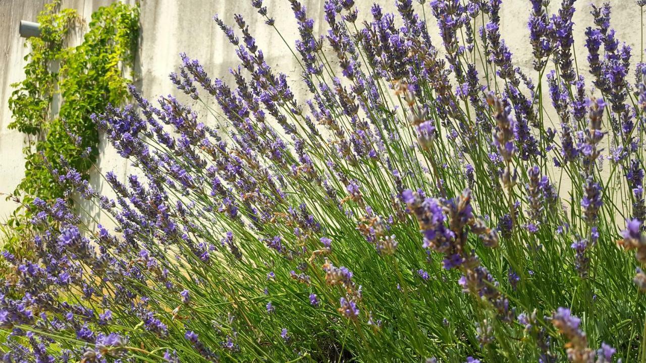 Josephine'S Garden Διαμέρισμα Οπατία Εξωτερικό φωτογραφία